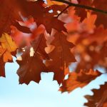 Maple leaf, Autumn seasonal background