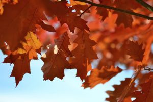 Maple leaf, Autumn seasonal background