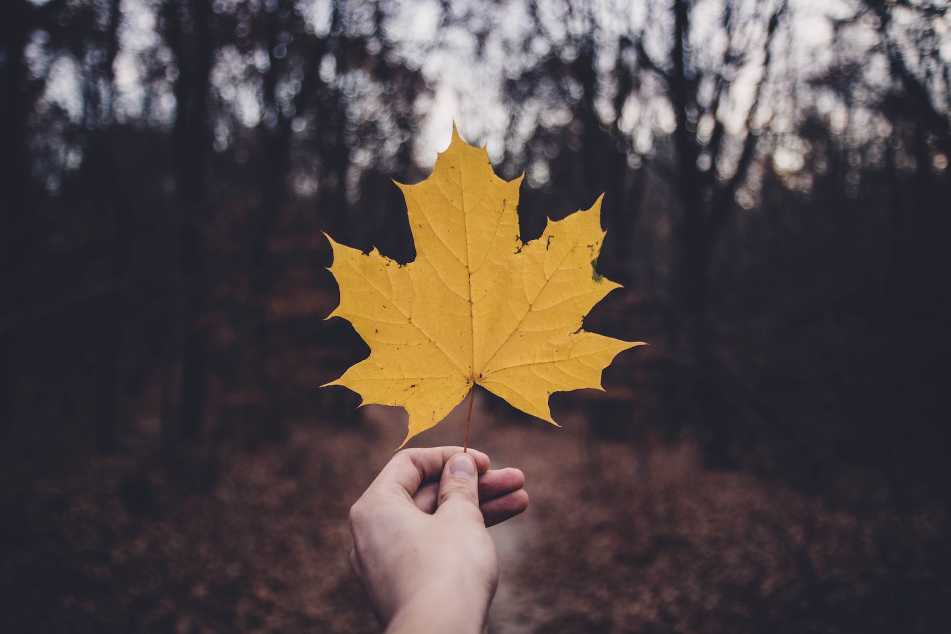 low light photography of dried maple leaf